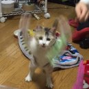 따자