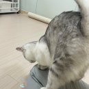 캣동산 | 광주 고양이 호텔, 방문 탁묘 캣동산 내돈내산 후기