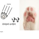 카라 | 고양이 넥카라 후기 (패딩 방수 소재)