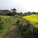 종달바당 이미지