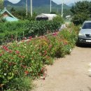 승안농장 이미지