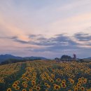 함안강주 해바라기축제 이미지