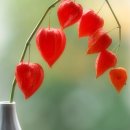 백옥물세탁 이미지