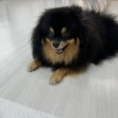 뒹굴뒹굴고양이 이미지