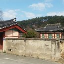 홍산객사 은행나무 이미지