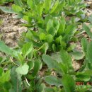 하얀농장 이미지