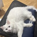 고양이 미용&호텔 뽀냥 | 강북 고양이미용 추천! 스트레스 없는 무마취 미용 ‘고양이미용 &amp; 호텔 뽀냥’