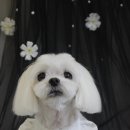 디오네 도그케어 이미지