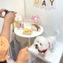 봄이까까 이미지