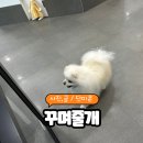 꾸며줄개 네이버블로그