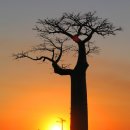 바오밥나무 이미지