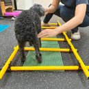 윤은채 재활 한방 동물병원 이미지