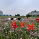 양귀비 - 군산시 중앙로 80-14 | 양귀비