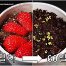 마트에서 사온 딸기로 딸기 재배하는 방법 이미지