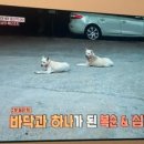 천권농장 네이버블로그