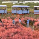 J.J 펀 | 🎯 장성 J-라이트 런 후기: 좀비 피해서 2.5km 뛴 썰 (완전 정복 꿀팁!)