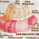 소화계통(Digestive system) 이미지