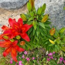 언제나,예쁘다 이미지