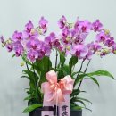 상이군경회 안양시지회 이미지