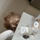 꼬소한댕 이미지