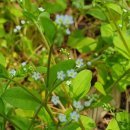 작은꽃지천 이미지