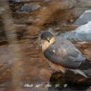 새매개천 이미지