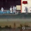달돼지