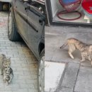 더펫동물병원 이미지