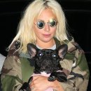 Lady Gaga's dogs found safe after armed robbery 이미지