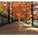 메타파크 이미지