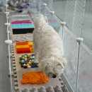 CFM애견유치원 이미지