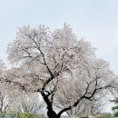 성북2리마을회관 | 지금 당진은 벚꽃 세상입니다.