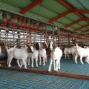 영소 농장 이미지