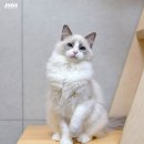 잘난돌스 이미지