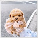 마마스미독 강아지분양 대전점 이미지