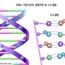 ﻿핵산은 DNA와 RNA로 나누어진다 이미지