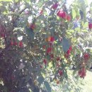 갈릴리농장 이미지