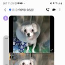 사랑애동물메디컬센터 이미지