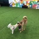 프린스 펫타운 이미지