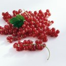 이지밴 이미지