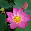 로뎀펜션 이미지