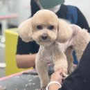 애견미용 이미지