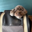 이모네 강아지 | 강아지 백팩 멀리 론타노 이동가방 – 제티의 실제 사용 후기