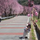 수양회관 | 거창 임불마을 수양벚꽃 “예쁜데 위험합니다” 직접 다녀온 솔직 후기