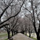 전서로(풍천면) | [공지] 코레일 여행가는달 인구감소지역 뚜벅이 안동 혼자 여행 후기