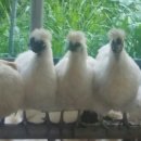 순풍농장 이미지