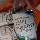 청아편백