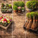 경산농협 시장지점 | 전국 꽃·묘목시장 현황 2026 최신판– 양재 꽃 시장부터 옥천·경산 묘목시장까지 구조와 흐름 정리