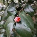 꽃봉우리 이미지