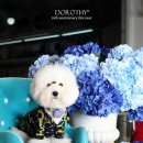 마요 펫 이미지